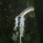 Funtumia africana Ŝelo
