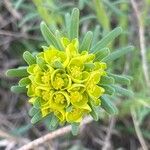 Euphorbia cyparissiasFlower