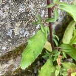 Epilobium lanceolatum Leaf