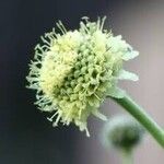Cephalaria alpina പുഷ്പം