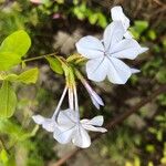 Plumbago auriculataFlower