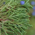 Juniperus monosperma برگ