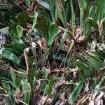 Antrophyum boryanum Hoja