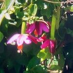 Passiflora mollissima Flower