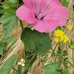 Malva trimestrisFlower