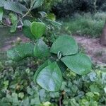 Ficus deltoidea Folha