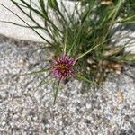 Tragopogon angustifolius 花