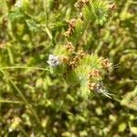 Phacelia ramosissima Květ