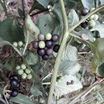 Solanum nigrum Gyümölcs