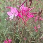 Gaura lindheimeriFlor