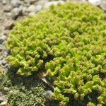Azorella monantha Fruit
