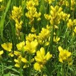 Genista sagittalis Hábito