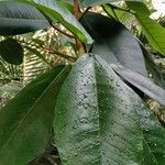 Ficus gomelleira List