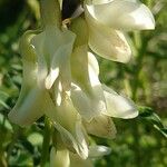 Erophaca baetica 花