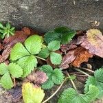 Fragaria vesca 葉