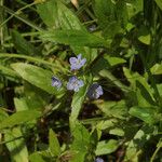 Veronica americana പുഷ്പം