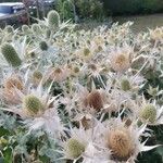 Eryngium giganteum Blüte