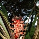 Aechmea magdalenae ফুল