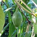 Solanum betaceum Fruit