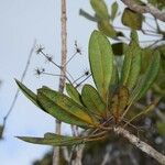 Myodocarpus crassifolius Hábito