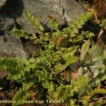 Woodsia alpina 整株植物