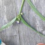 Tradescantia virginiana Leaf