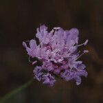 Scabiosa triandra Flower