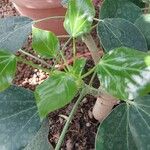 Oreopanax nymphaeifolius Hoja