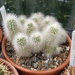 Echinocereus nivosus