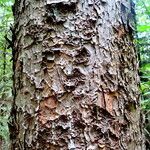 Picea glehnii Bark