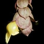 Gmelina philippensis Floare