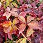 Parthenocissus inserta Leht