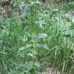 Epilobium alpestre Natur