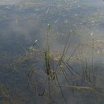 Sagittaria graminea Habitus