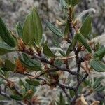 Cercocarpus montanus Foglia