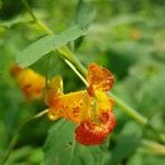 Impatiens capensis Flor