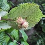 Corylus cornuta 果