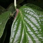 Piper sinuatifolium 葉