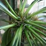 Pachypodium lamerei Bark