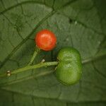Erythrococca molleri Fruto