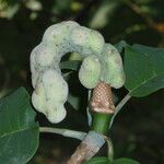 Magnolia campbellii Φρούτο