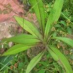 Lactuca indica Folio