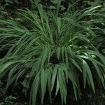 Crocosmia × crocosmiiflora Blad