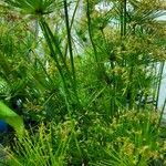 Cyperus haspan Levél