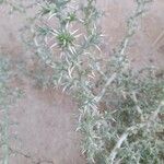 Cornulaca aucheri Συνήθη χαρακτηριστικά