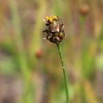 Xyris jupicai Fruit