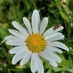 Leucanthemum heterophyllum Žiedas