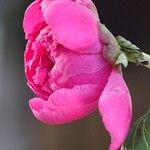Paeonia mascula 花