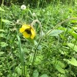 Geum × intermedium Bloem