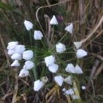 Allium massaessylum Blomma